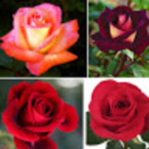 Meet your Posher, Hyarah